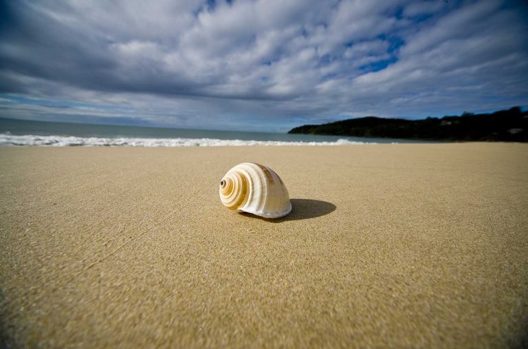 Spiral Shell On Beach